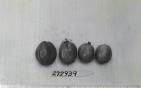 Click for 1 image(s) for this accession. FRUIT